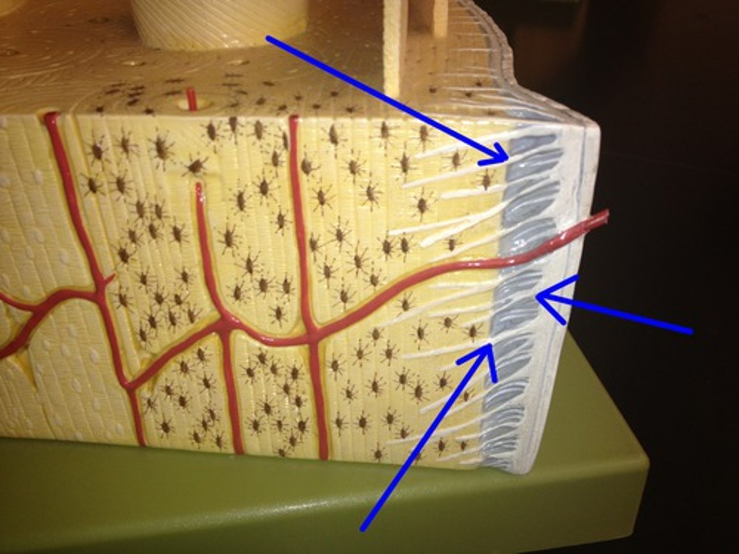 <p>secure periosteum to underlying bone</p>