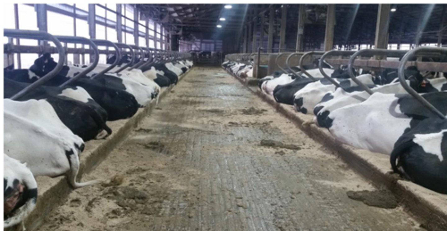 <p>Is this proper or improper placement of stalls</p>