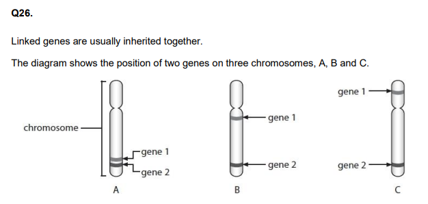 <p>Explain which chromosome shows the weakest linkage between genes 1 and 2. (3)</p>