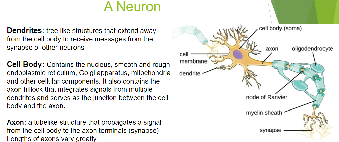 STRUCTURE AND FUNCTION OF ANIMALS ENDOCRINE, REPRODUCTION, DEVELOPMENT