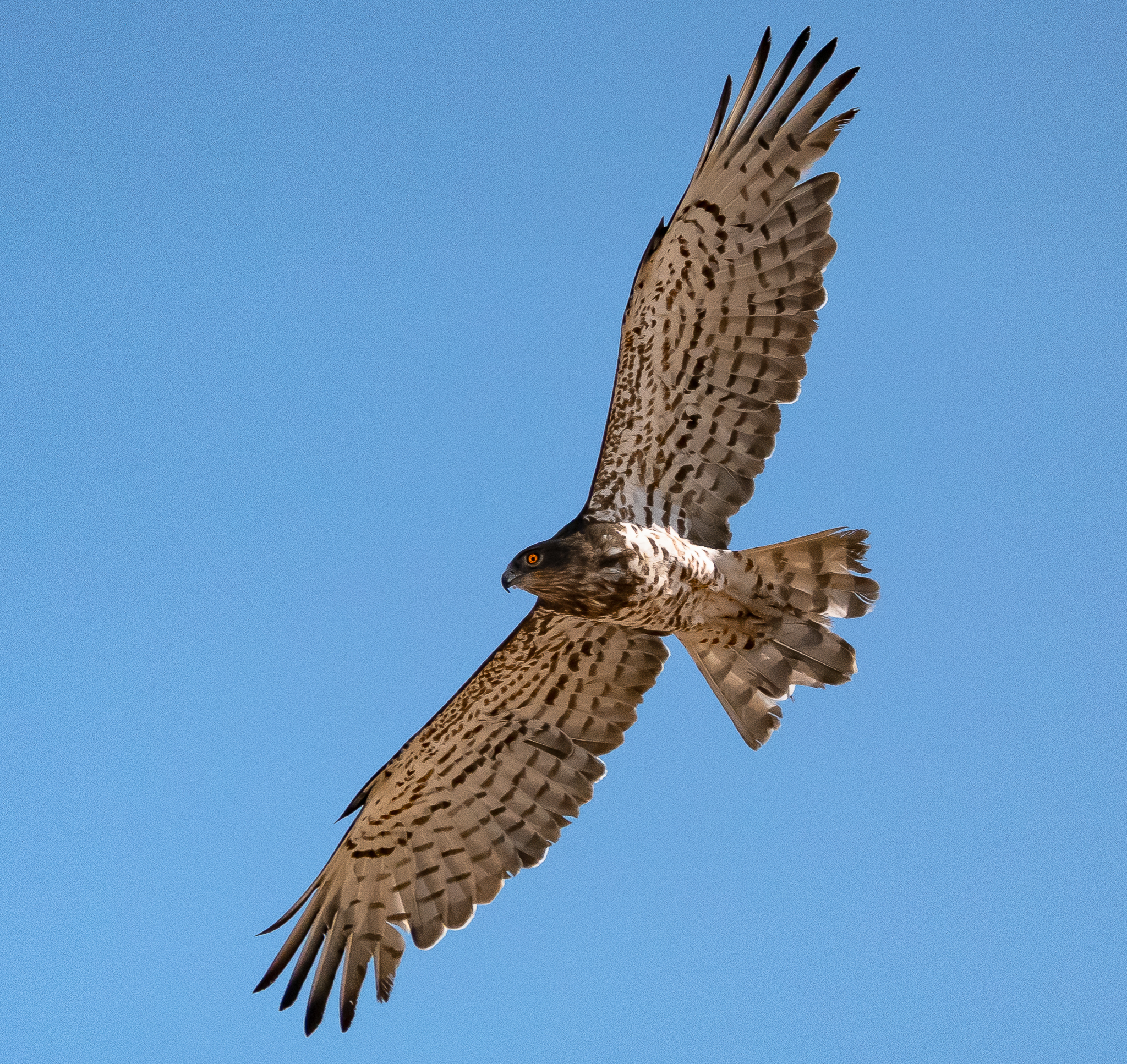 <p>Short Toed Snake Eagle</p>
