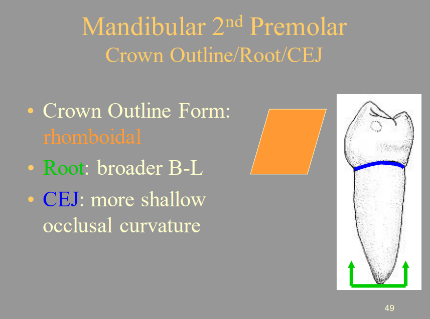 <p>A) Occlusal</p>