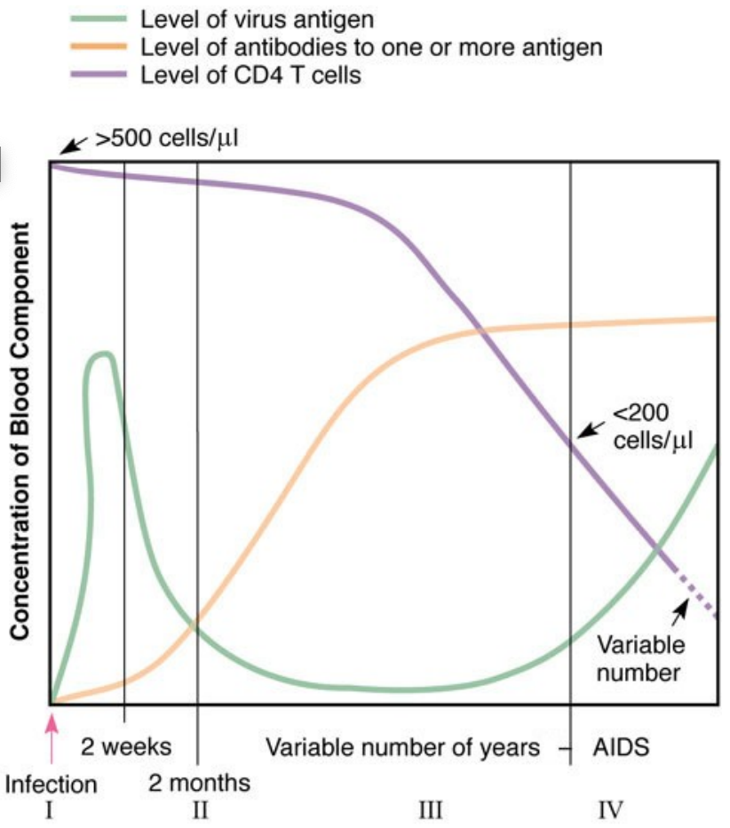 <p><strong>HIV</strong> levels spike early, then drop and stay low for years before rising again in AIDS</p><p><strong>antibodies</strong> appear after a few weeks and stay high</p><p><strong>CD4</strong> <strong>T-cells</strong> stay near normal for years but gradually decline and fall below 200 cells/µL in AIDS.</p>