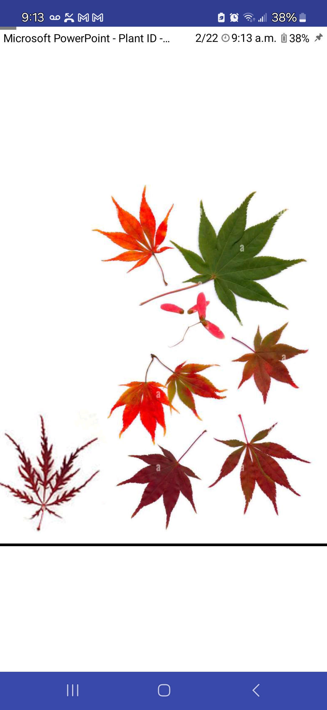 <p>Acer palmatum, Sapindaceae</p>