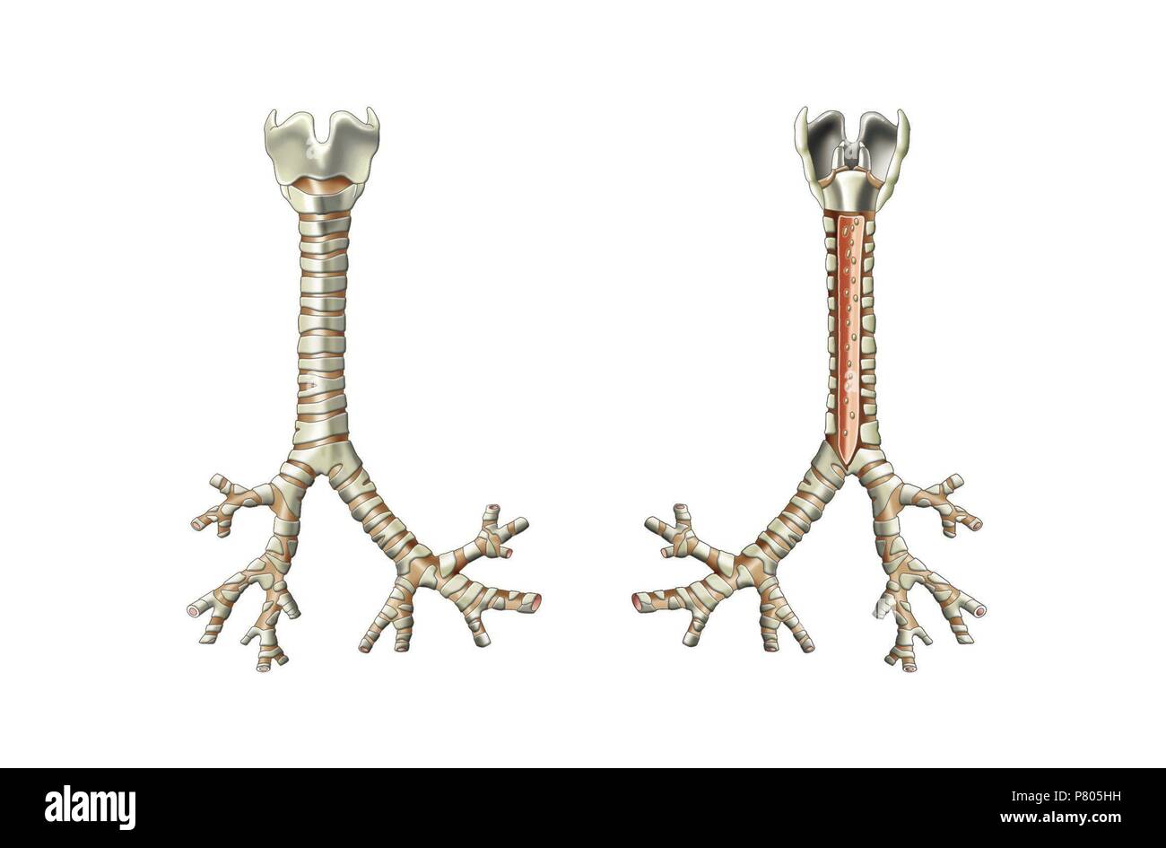 <p>Root of left and right lung (C)</p>