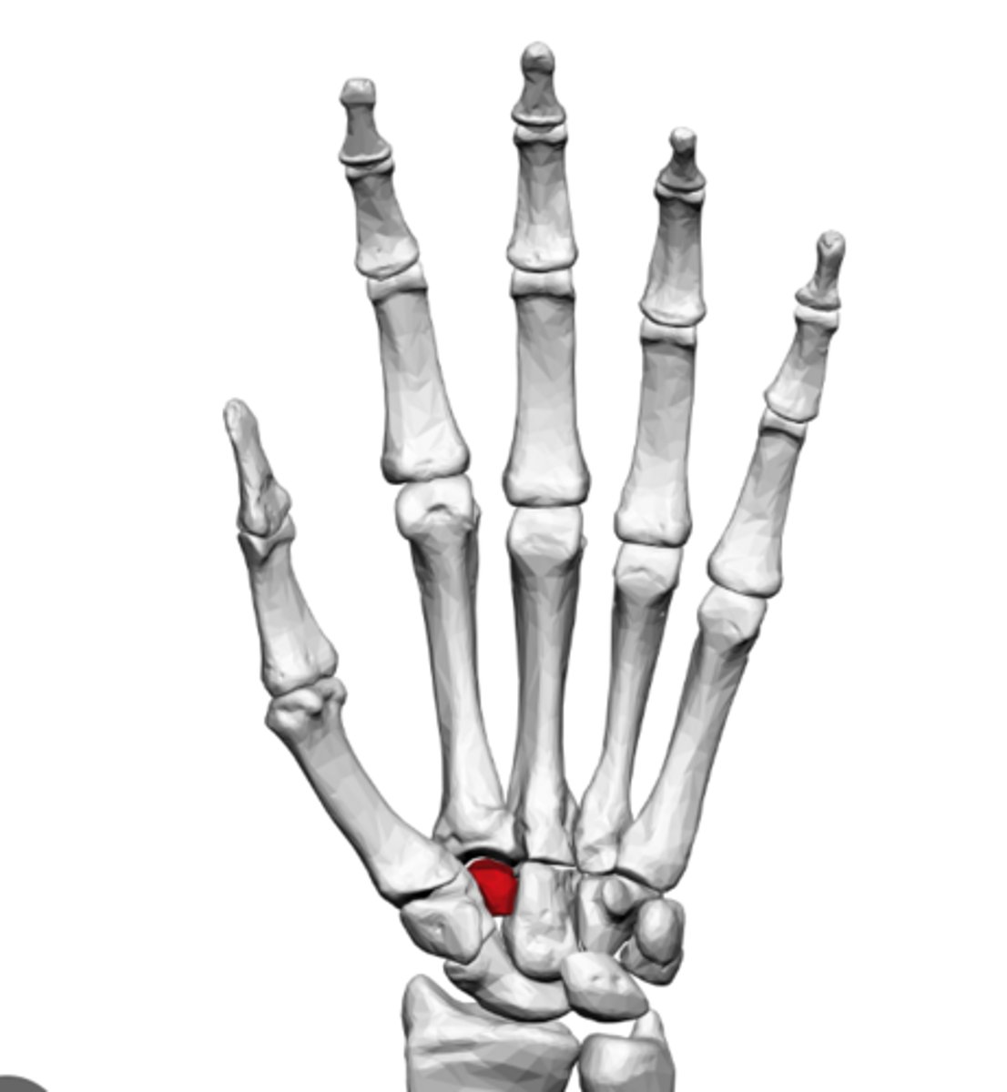 <p>is the smallest carpal bone in the distal row, sitting lateral to the capitate</p>