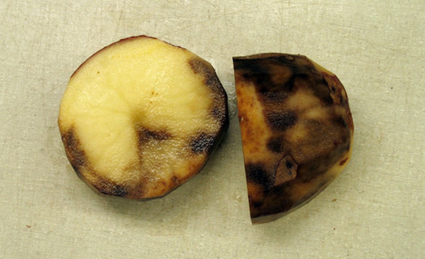 <p>Potato Famine</p>