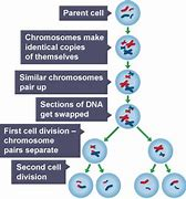 <p>A type of cell division where a cell divides twice to produce four genetically different gametes.</p><ol><li><p>The cell duplicates its genetic information and arranges the chromosomes into pairs</p></li><li><p>In the first division, the chromosome pairs line up in the centre of the cell</p></li><li><p>The pairs are pulled apart so each new cell has on copy of each chromosome</p></li><li><p>In the second division, the chromosomes line up again in the centre of the cell and the arms of the chromosome are pulled apart</p></li><li><p>As a result, you get four gametes, each with only a single set of chromosomes that are genetically different.</p></li></ol><p></p>