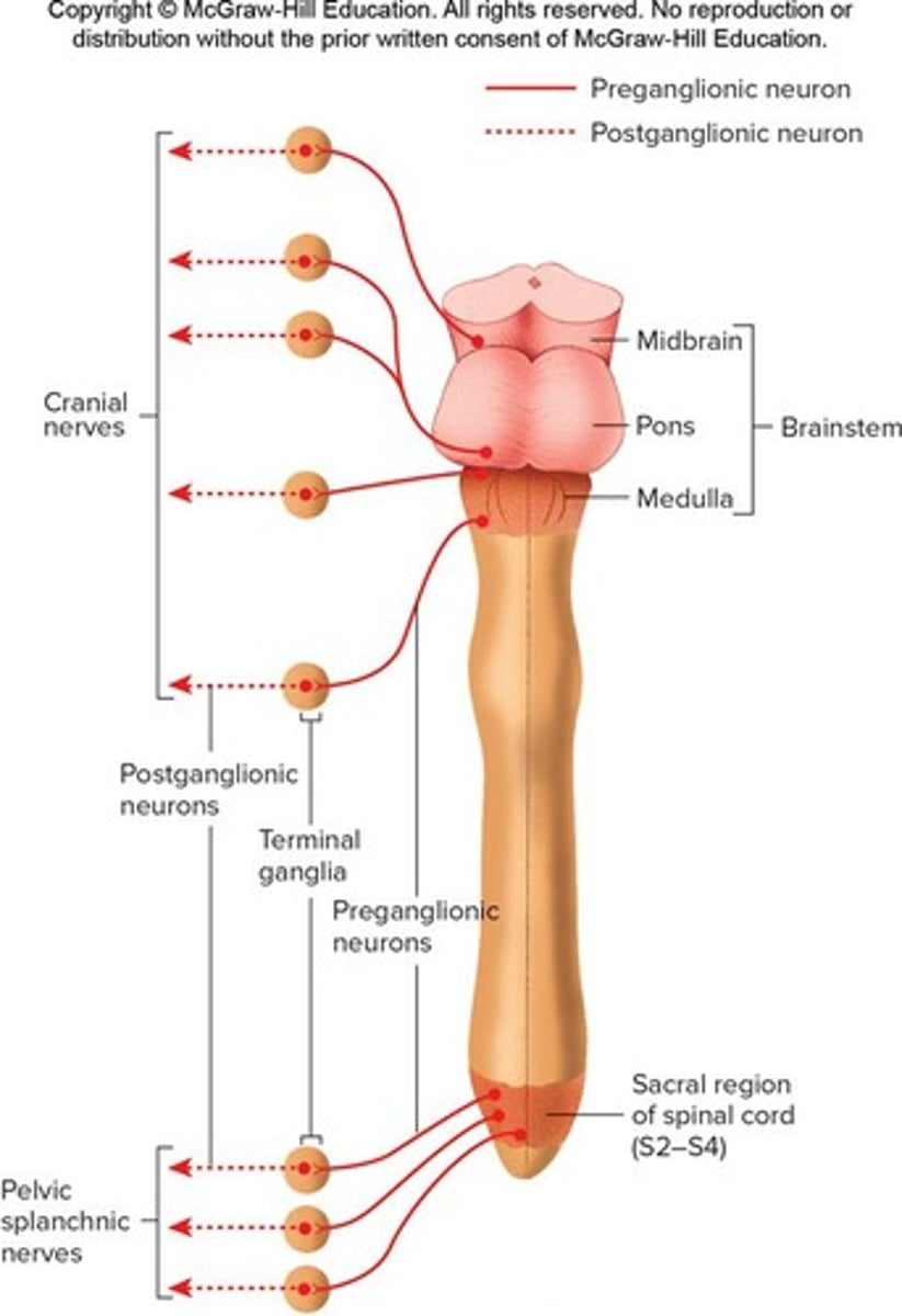 <p>Located in nuclei of brainstem or lateral parts of spinal cord gray matter from S2 to S4 in the parasympathetic division.</p>