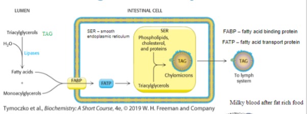 <ul><li><p>Mostly triacylglycerols</p></li><li><p>Forms emulsion in the stomach</p></li><li><p>Enhanced by bile salts (amphipathic)</p></li><li><p>Lipases cleave off two of the fatty acids</p></li><li><p>Fatty acids and monoacylglycerols form micelles</p></li><li><p>Micelles absorbed across the plasma membrane</p></li></ul>
