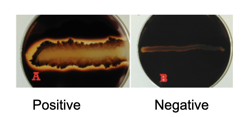 Add iodine and look around growth

\+ clearing

\- black