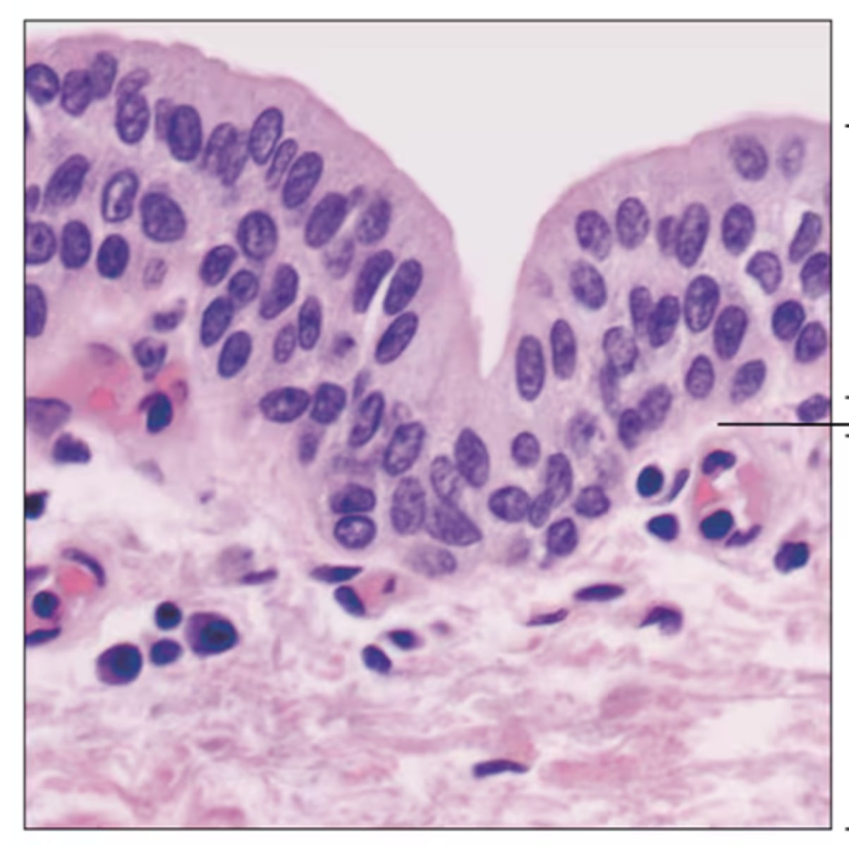 <p>Identify the tissue.</p>