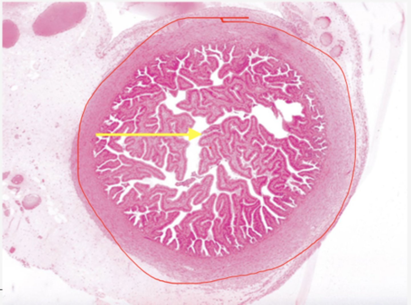 <p>Identify the structure</p>