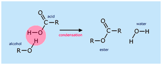 <p>OH group of carboxylic acid and the H of alcohol </p>