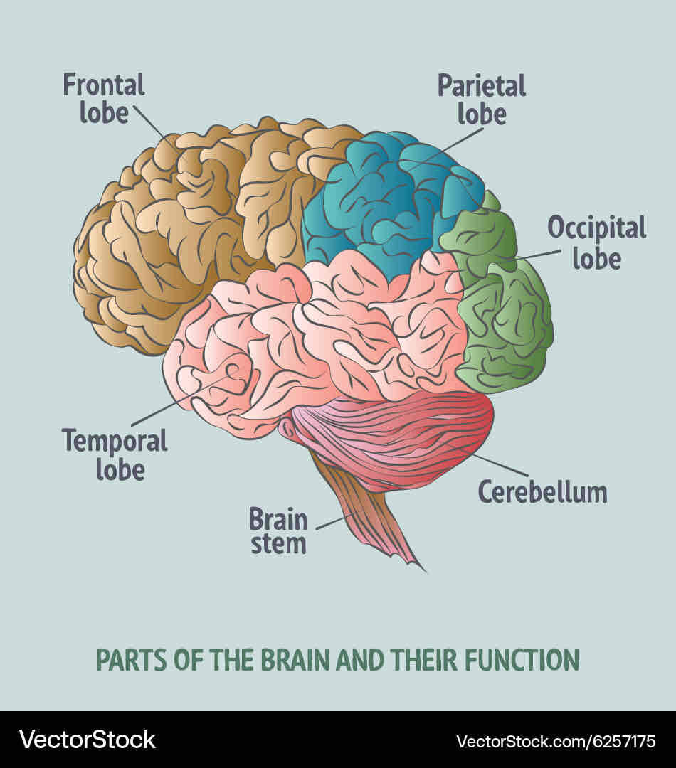 <p><strong>left side : </strong>controls<strong> </strong>right side of the body; focuses on words, logic, facts, and math </p><p><strong>right side :</strong> controls left side of the body;focuses on imagination, intuition, arts, and rhythm </p>