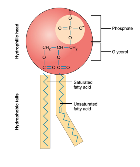 Phospholipid