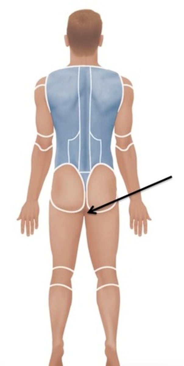 <p>region between the anus and external genitalia</p>