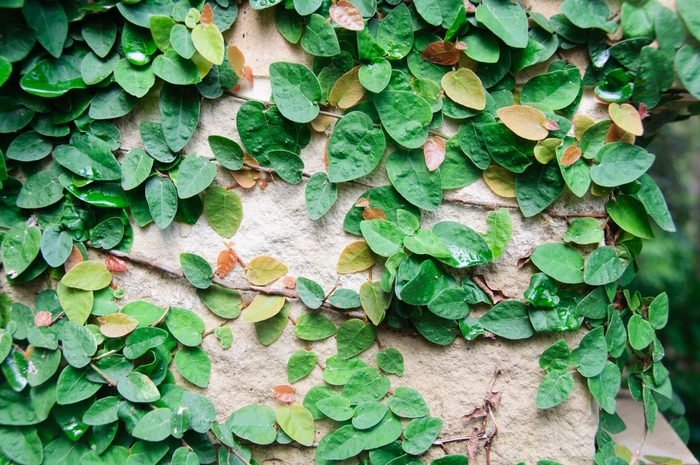 Fig ivy