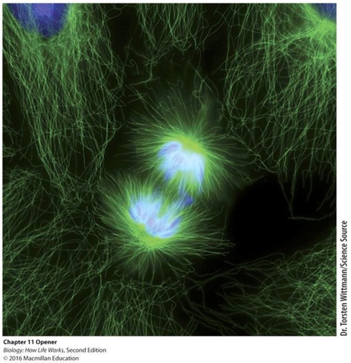 <p>The parent cell divides into two daughter cells.</p>