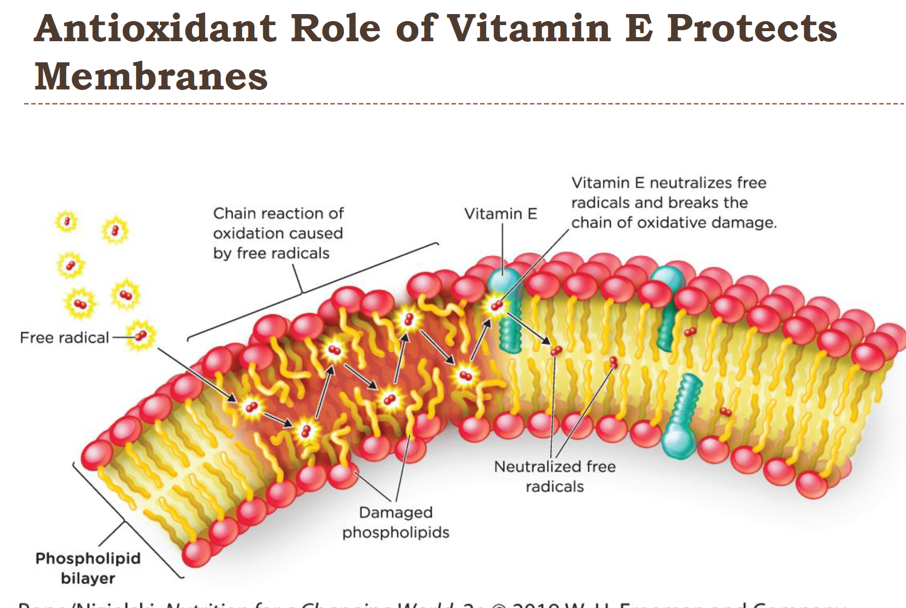 <ul><li><p>since it’s fat soluble vitamin E is great at stopping oxidation in membranes and LDL’s</p></li><li><p>role in reducing plaque formation in blood vessels and protects white blood cells from oxidation </p></li><li><p>other antioxidants help make each other more active and effective! (like Vit C)</p></li></ul><p></p>