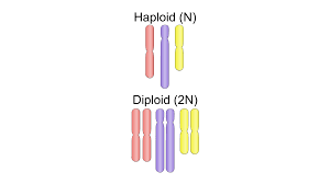 <p>Diploid</p>