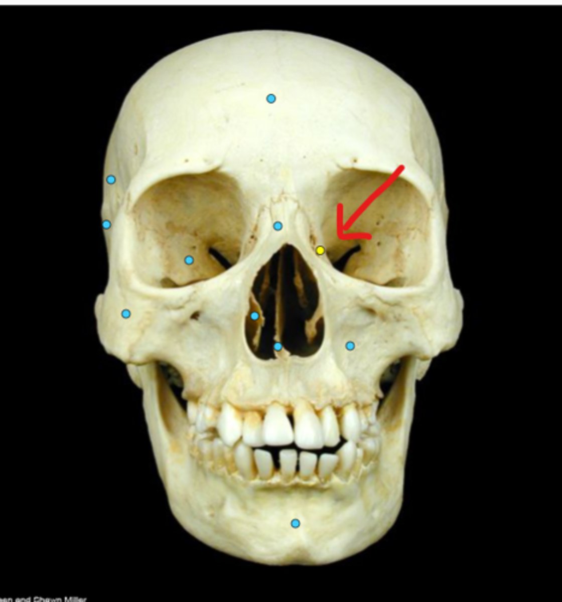 knowt flashcard image