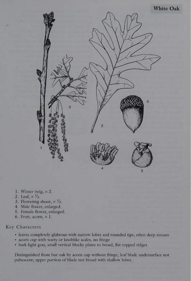 <p>Family: Fagaceae</p><p>Physiognomy: Nt Tree</p><p>Common Name: White Oak</p><p>Leaf: simple, alternate, obovate to oblong, 5-9 lobes, no bristles, deep lobes </p>