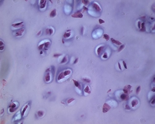 <p>Name the tissue</p>