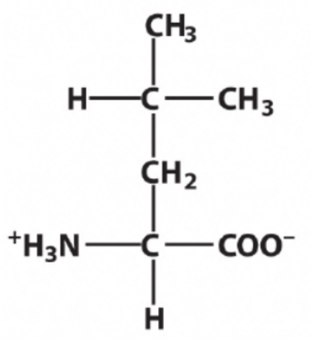 <p>Identify this amino acid.</p>