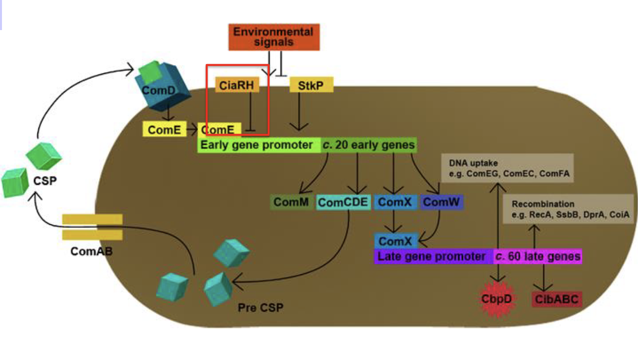 <p>The system is turned off by CiaRH, a two component system that is expressed when competence begins and eventually over-rides the competence system and represses early gene expression.</p><p><strong>Repressors: </strong><span>are proteins that bind to a specific DNA sequence and inhibit gene transcription. protein binding overlaps the promoter and blocks RNA polymerase access</span></p>