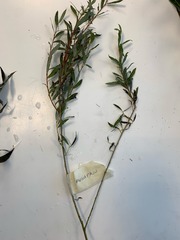 Salix purpurea