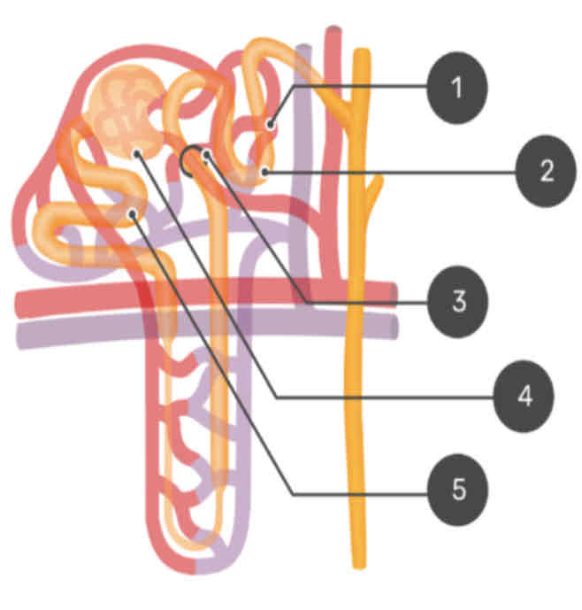 <ol><li><p>Perutubular Capillary</p></li><li><p>Distal Convoluted Tubule</p></li><li><p>Juxtaglomerular Apparatus</p></li><li><p>Bowman’s Capsule</p></li><li><p>Proximal Convoluted Tubule </p></li></ol>