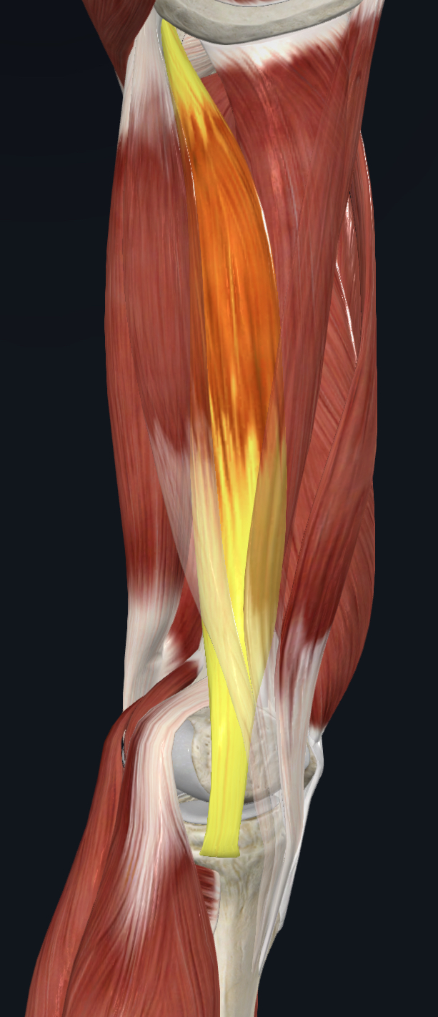 <p>semimembranosus tendon</p>