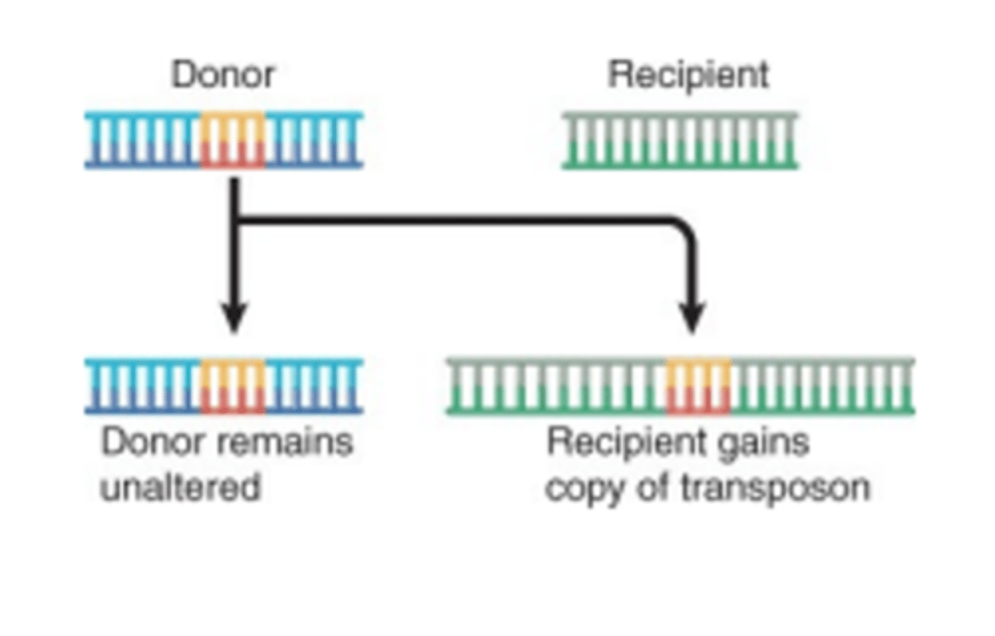 <p>It is a copy and paste mechanism that ends with more than one copy. Required Resolvase which is rare.</p>