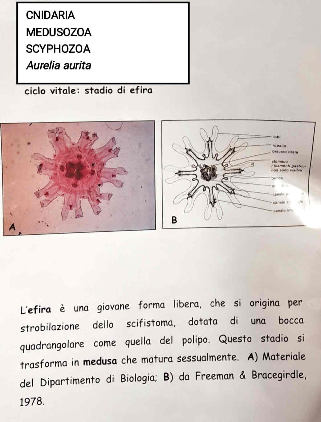 <p>Medusozoa </p><p>Scyphozoa</p><p><em>Aurelia aurita</em> (efira)</p>