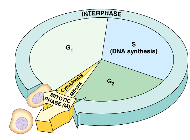 <p>cycle of growth (replication) + then division into 4 haploid cells</p><p>Interphase: 90%</p><ul><li><p>G1 → growth</p></li><li><p>S → DNA synthesis (complete copy)</p></li><li><p>G2 → Growth &amp; preparation for mitosis</p></li></ul><p>Reduction Division of Cell</p><ul><li><p>M I → MEIOSIS I (PMAT)</p></li><li><p>M II → MEIOSIS II (PMAT)</p></li></ul><p>Division of Cytoplasm</p><ul><li><p>C → continue cycle or Cytokinesis</p></li></ul><p></p>