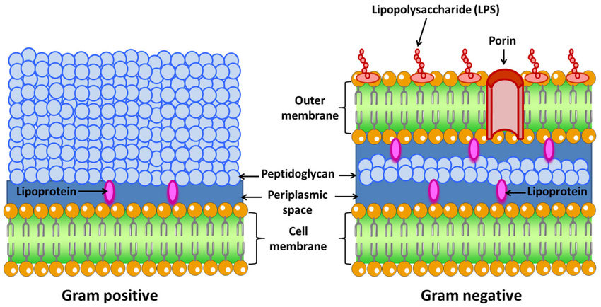 * ping (spaced)
* Outer membrane and space