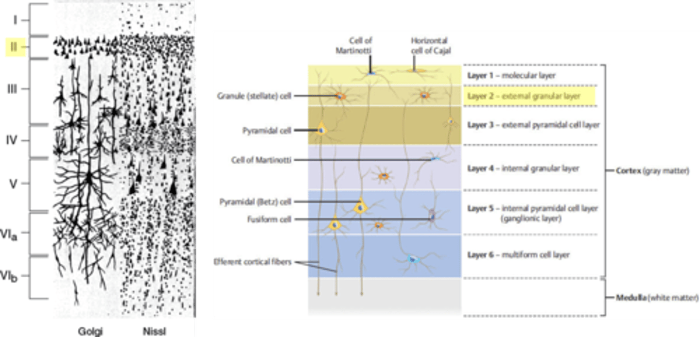 <p>outer granular layer</p>