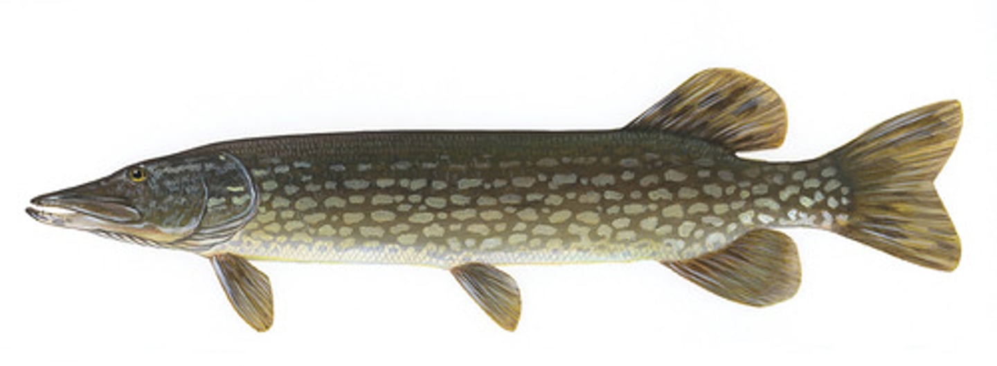 <p>Pikes</p>