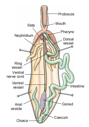 <ul><li><p>“Serpent-like”&nbsp;</p></li><li><p>Shall, marine,&nbsp;“sausage-like”&nbsp;</p></li><li><p>Extendable proboscis - ciliated, particles fall into the gutter and are then transported into the mouth&nbsp;</p></li><li><p>Complete digestive tract</p></li></ul><p></p>