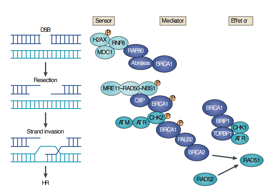 <ul><li><p><span><span>Homologous Recombination requires BRCA1 and BRCA2 proteins.&nbsp;</span></span></p></li></ul><p></p>