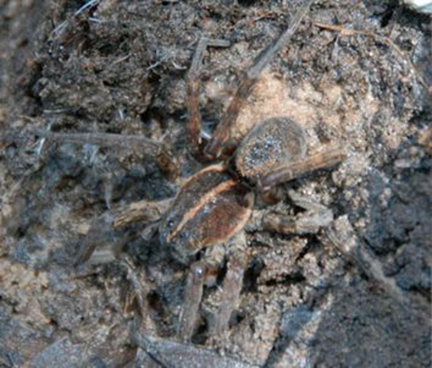 <p>Identify the Arachnid shown:</p>