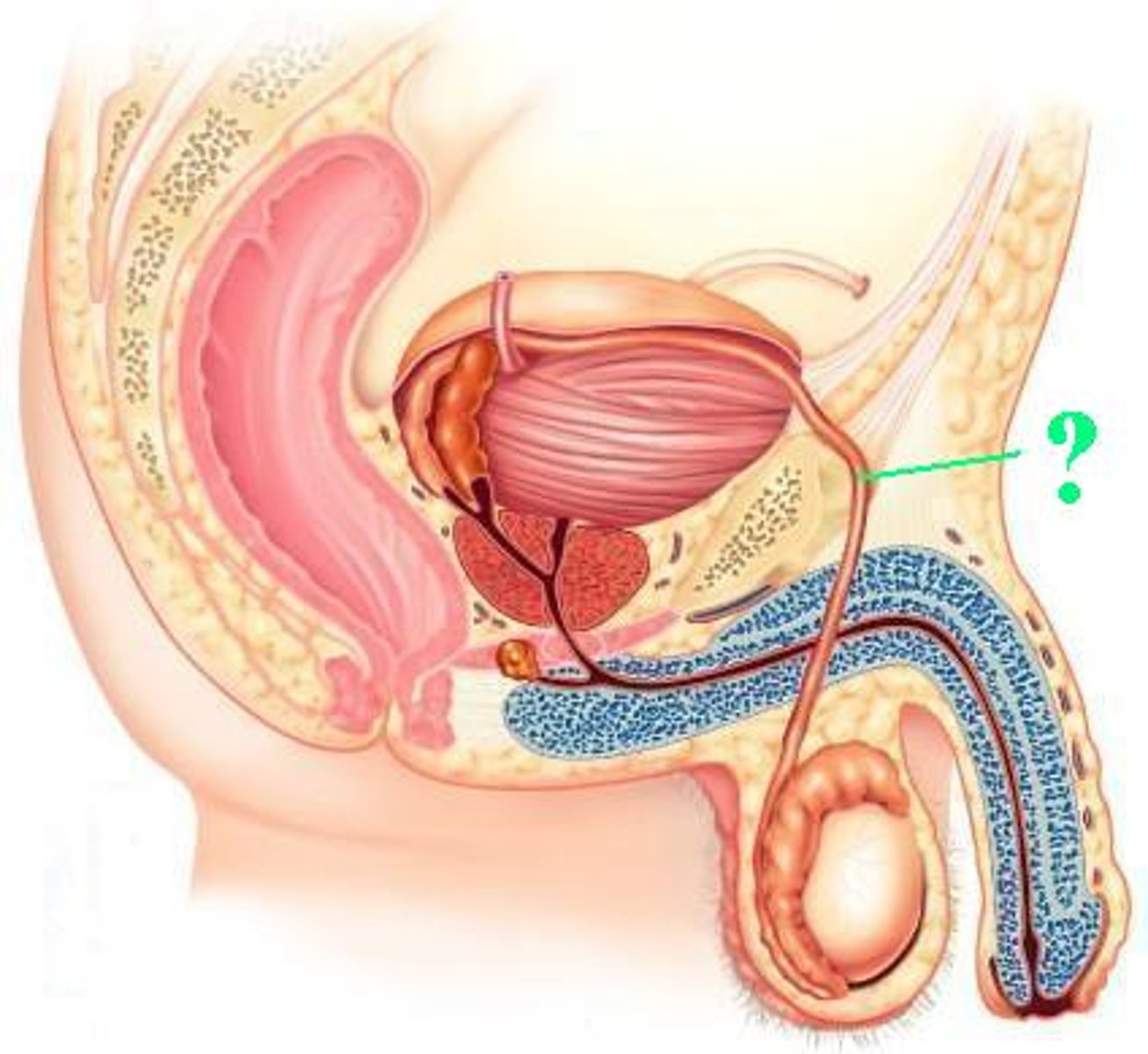 <p>Identify the indicated structure.</p>