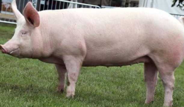 <p>Yorkshire</p><p></p><p><strong>Origin</strong>: England</p><p><strong>Color</strong>: White/pink/with or without freckles</p><p><strong>Body</strong>: Long body with Upright Ears</p><p><strong>Traits</strong>: Superior milkers, large litters, rapid growth</p>