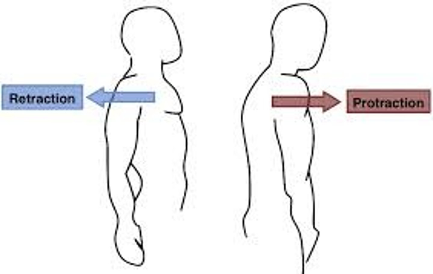 <p>movement of the scapula</p><p>- sliding on the posterior thoracic wall, not at a true joint</p><p>protraction - arms together</p><p>retraction - pull shoulder blades together</p>