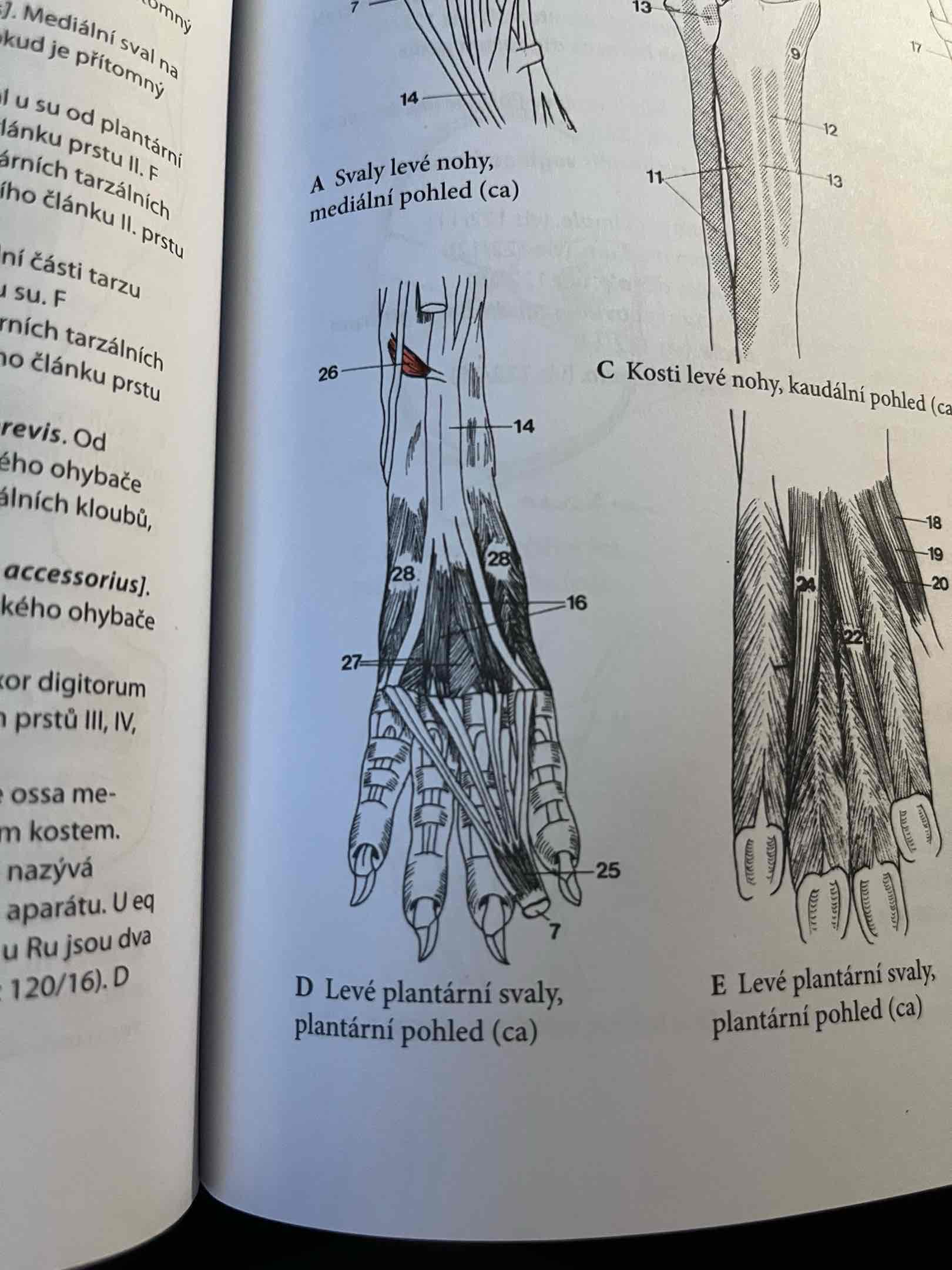 <p>Ca</p><p>odstup: od patní kosti</p><p>úpon: do m. flexor digitorum profundus</p><p>č.26</p>