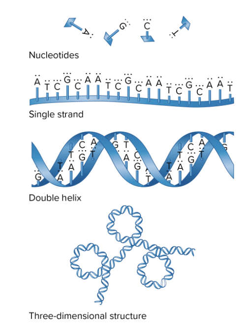 <p>C. Nucleotide, DNA strand, double helix, chromosome </p>