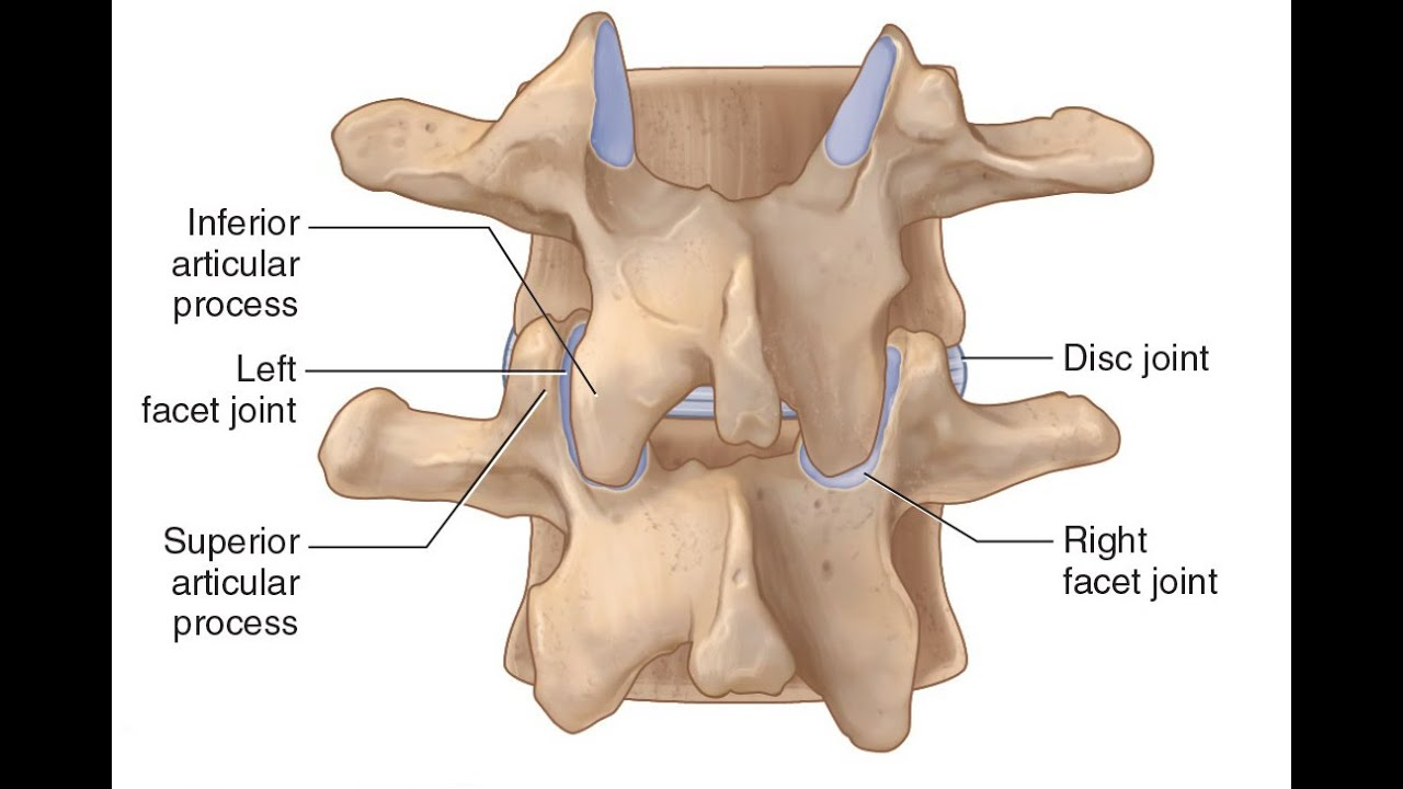 <p>Các đốt sống ngực (thoracic vertebrae)</p>