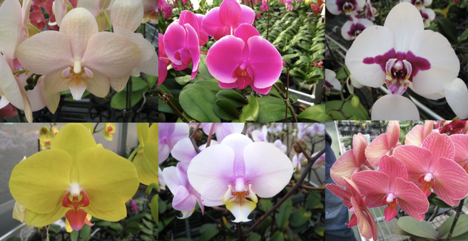 <p>Name This Flower</p>