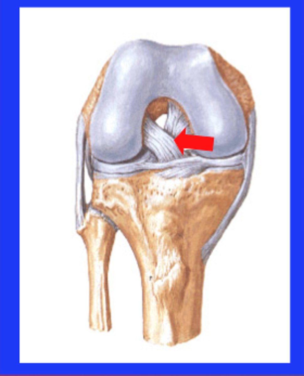 <p>the anterior tibial attachment site</p>